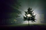 Tree In Night Fog_16387-92
